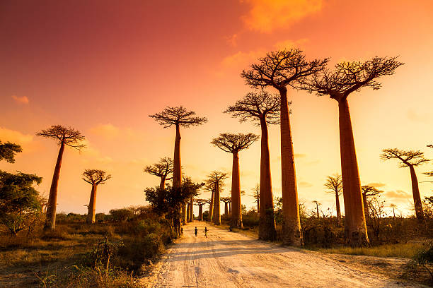 KENYA turu - Kenya Turu Mombasa & Safari Turu Türk Havayolları ile 7 Gece 9 Gün